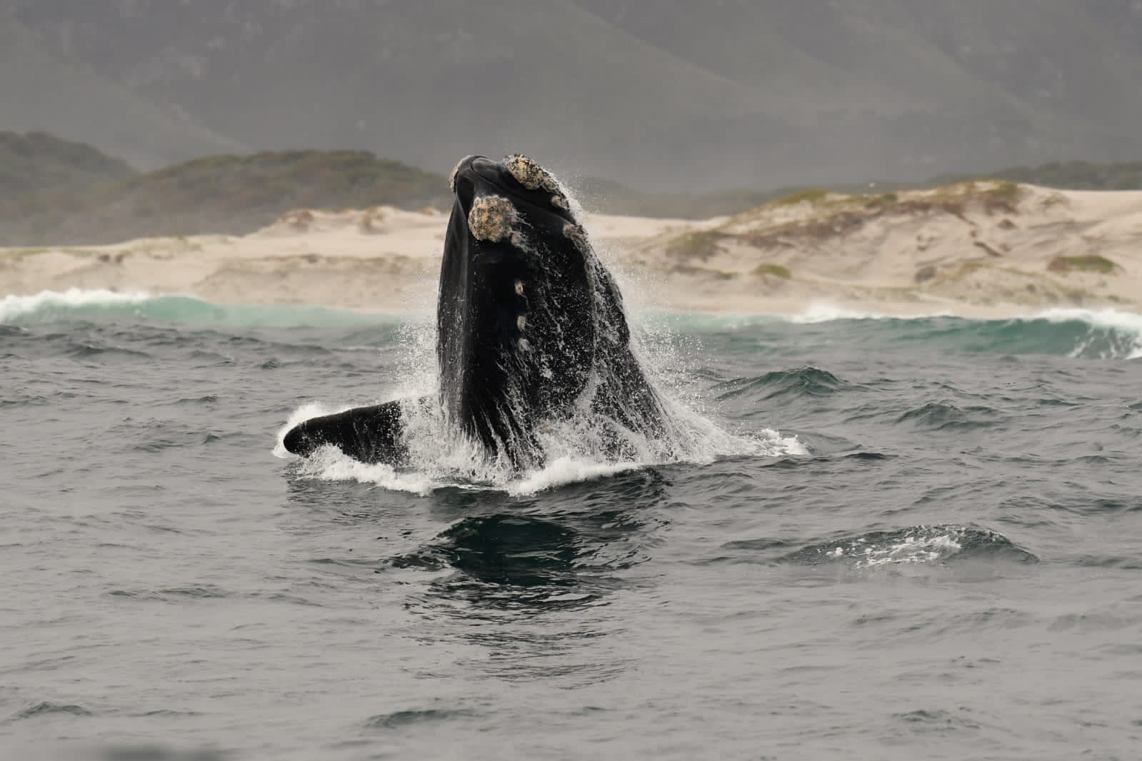 Whale watching 6